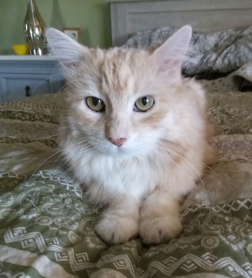 wee k kat t.jpg